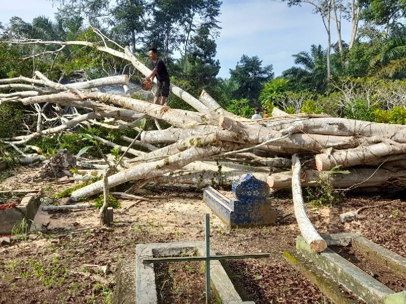 Hujan Disertai Badai Terjang Mukomuko, Sejumlah Pohon Tumbang