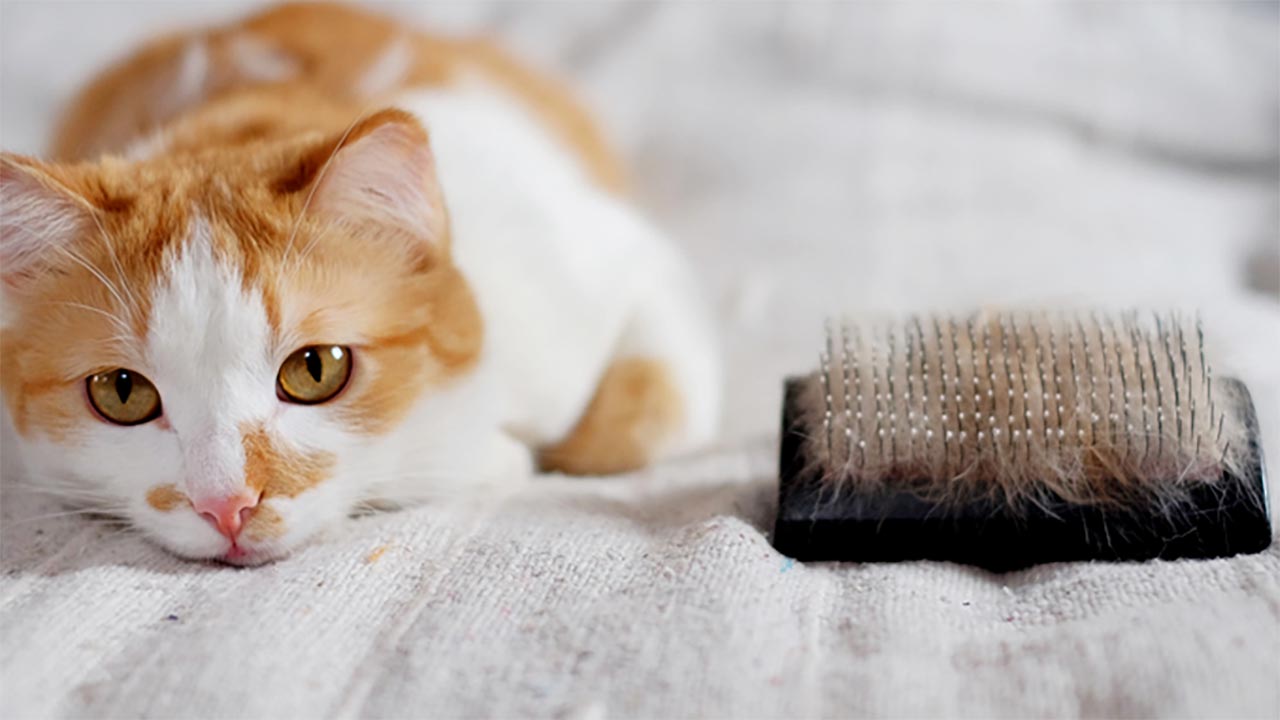 Tips Mudah Membersihkan Bulu Kucing yang Menempel di Perabotan Rumah