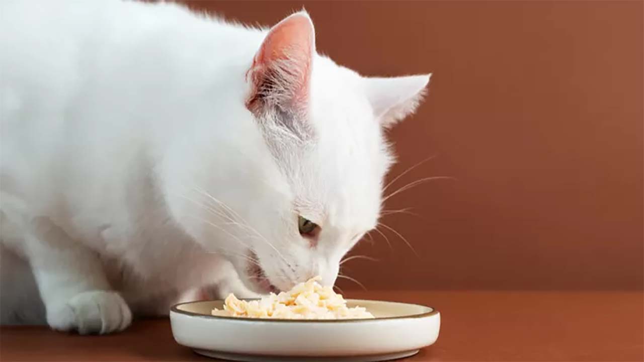 Bolehkah Kucing Makan Nasi? Ini Menurut Dokter Hewan