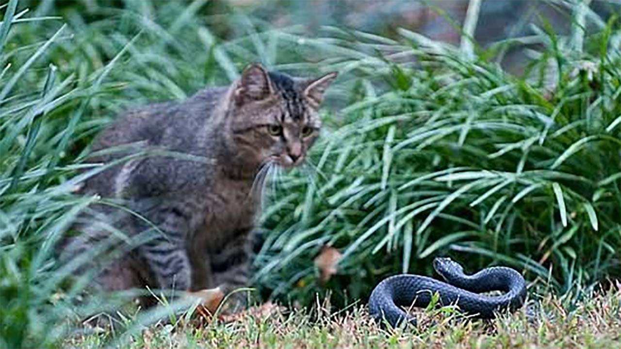 Benarkah Ular Takut Dengan Kucing? Ini Faktanya