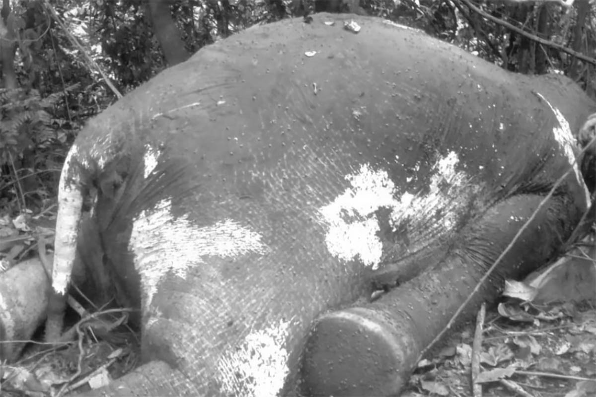 Gajah Ditemukan Mati di Mukomuko, Diduga Ada Kegiatan Perburuan Ilegal