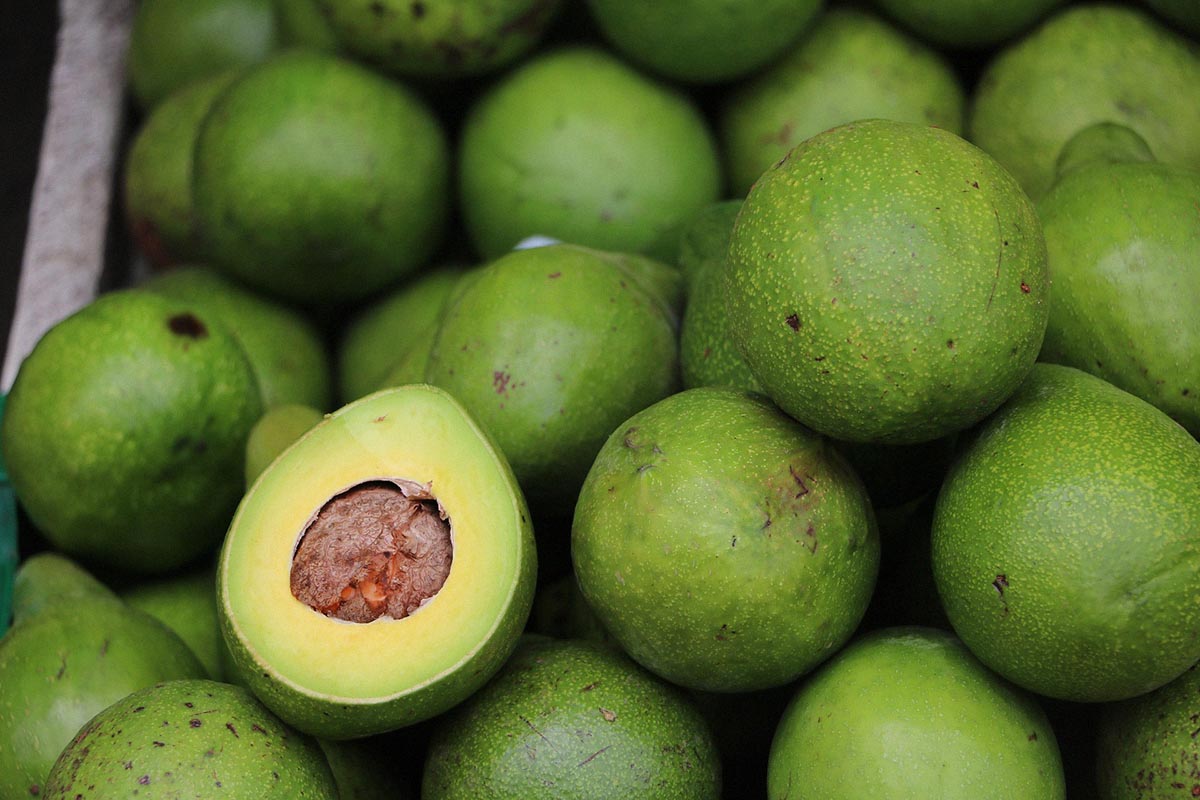 Benarkah Buah Alpukat Membuat Gemuk? Berikut Manfaat Buah Alpukat Untuk Berat Badan