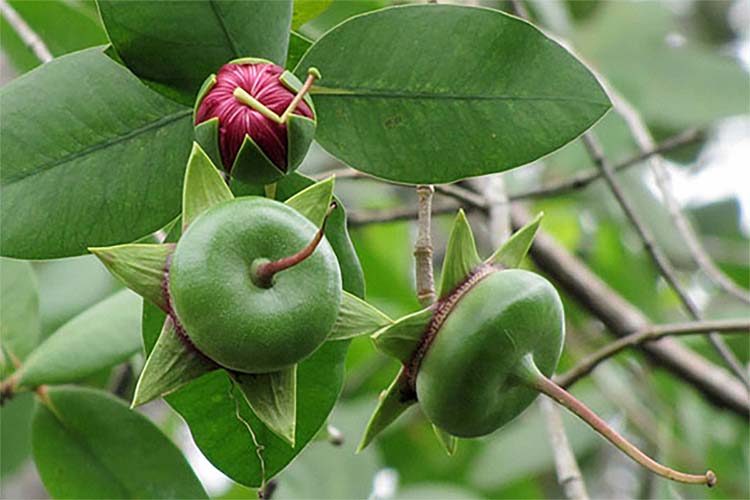 Sering tak Dianggap, Inilah Segudang Manfaat dari Pedada, Buah Tumbuhan Mangrove