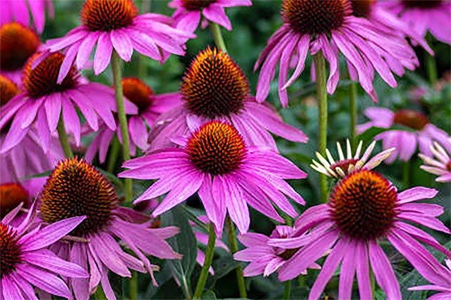 Si Ungu yang Cantik! Inilah Manfaat Echinacea Bagi Kesehatan Tubuh