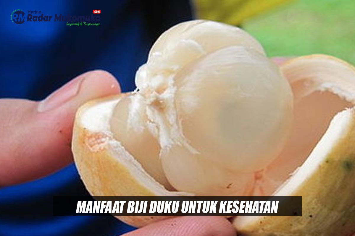 Kecil-kecil Cabe Rawit, Inilah Manfaat Biji Duku Bagi Kesehatan yang Jarang Diketahui