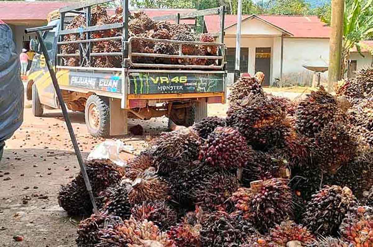 Harga CPO dan Kanel Naik, Harga TBS Sawit di Mukomuko Mencapai Rp 2.890 Per-Kg