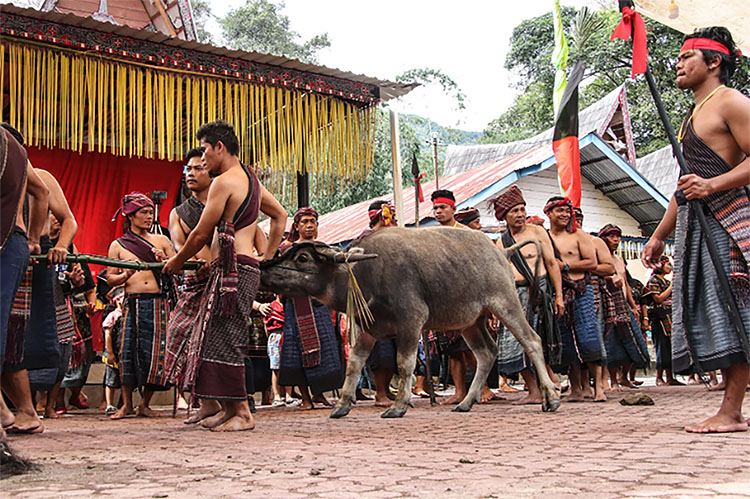 Tradisi-tradisi Unik yang Dimiliki Sumatera Utara, Tidak Ada di Daerah Lain