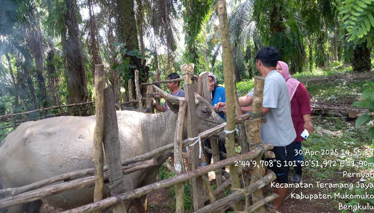 Dinas Pertanian Mukomuko Temukan Kendala Atasi Wabah SE di Dua Kecamatan, Ribuan Ternak Terancam Mati