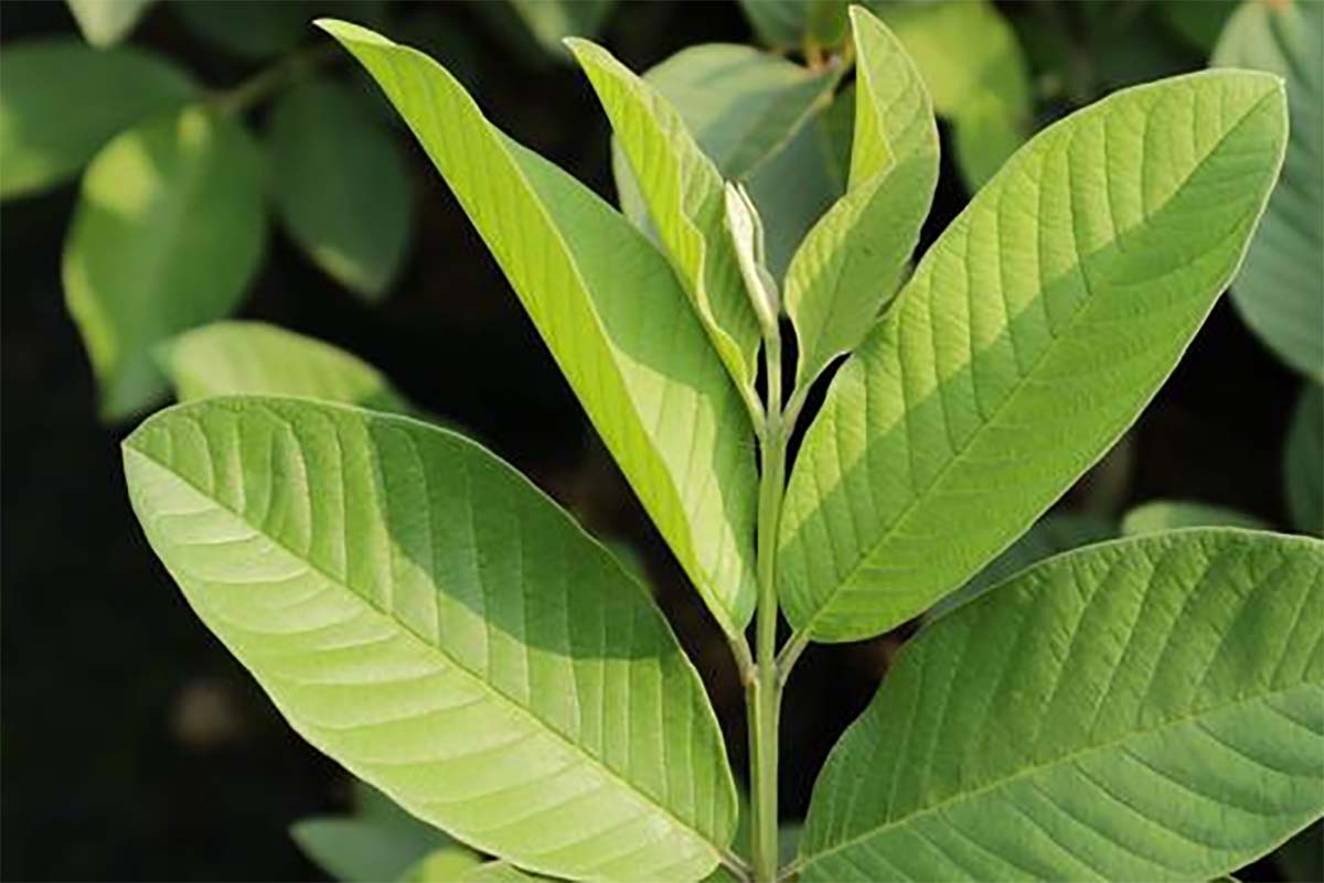 Ternyata Daun Jambu Biji Tak Hanya Bermanfaat Untuk Kulit, Inilah Manfaat Lain Daun Jambu Biji Bagi Kesehatan