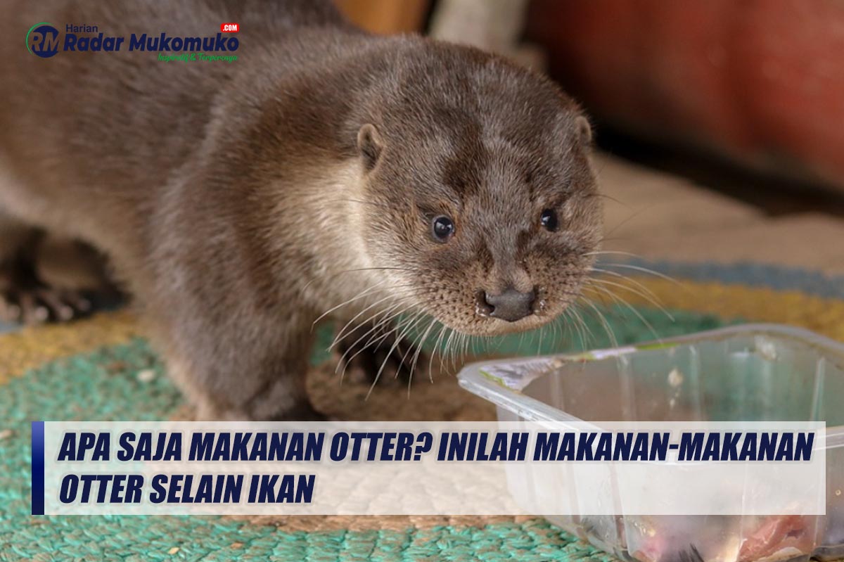 Apa Saja Makanan Otter? Inilah Makanan-makanan Otter Selain Ikan