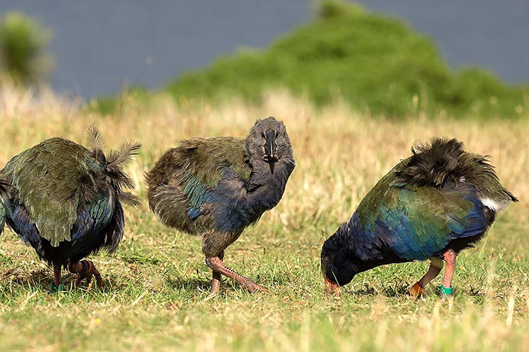 Mengenal Burung Takahe, Burung Prasejarah yang Pernah Dinyatakan Punah Kini Kembali Hidup
