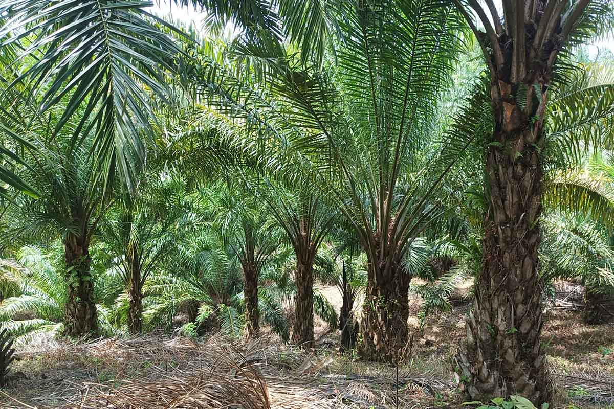 Sawit di Lahan Gambut Sudah Boleh Masuk Program di Replanting, Ini Info Barunya