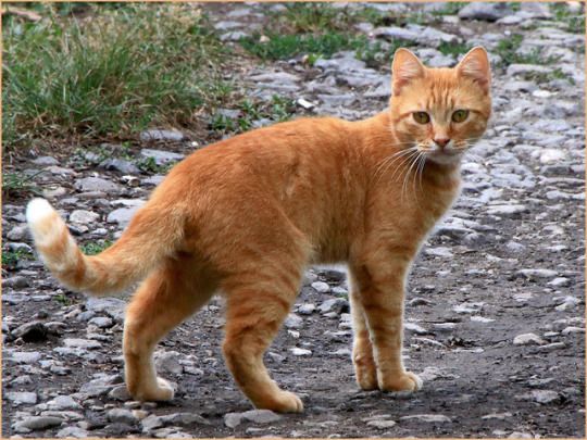 Pahlawan Berbulu Oranye: Kisah Inspiratif Kucing Oren yang Mengubah Jalan Hidup Manusia