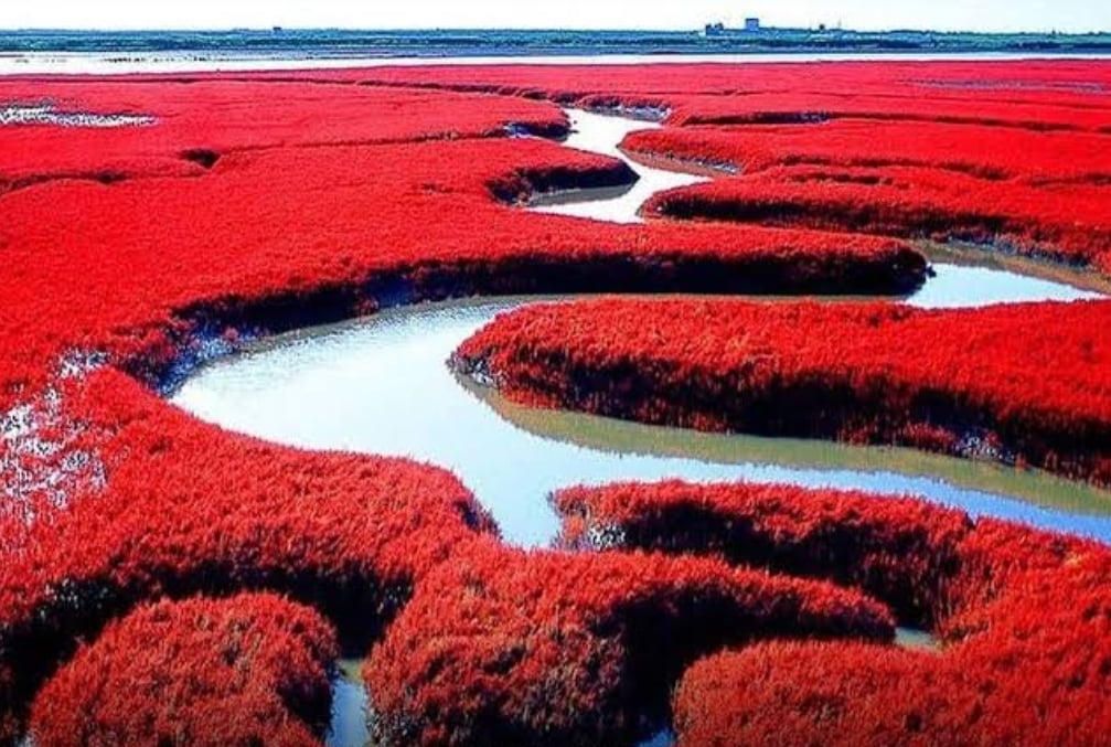 Wisata Pantai Merah di China: Simfoni Alam Warna Merah yang Memukau, Merahnya Hanya Dua Bulan