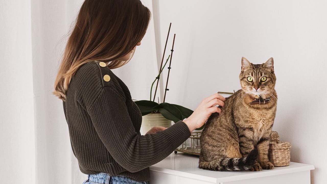 6 Ras Kucing yang Ramah dan Penyayang Bisa Menjadi Sahabat di Rumah