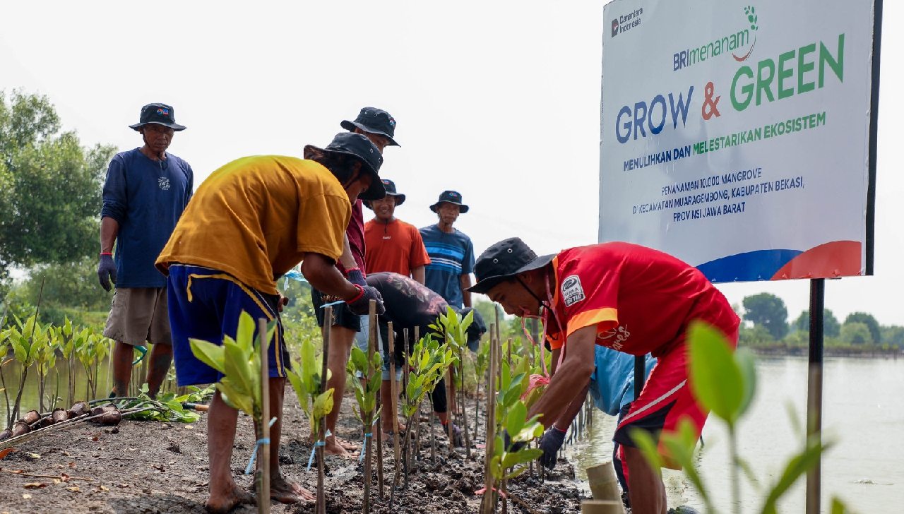 Hari Mangrove Sedunia, BRI Komitmen Selamatkan Lingkungan Lewat Perbaikan Ekosistem Pesisir