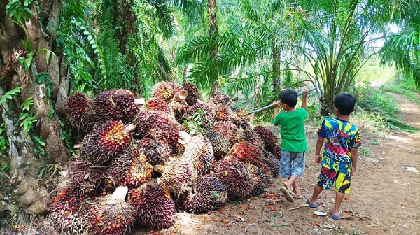 Harga TBS Sawit Bergerak Turun, Rata-Rata Rp 2.250