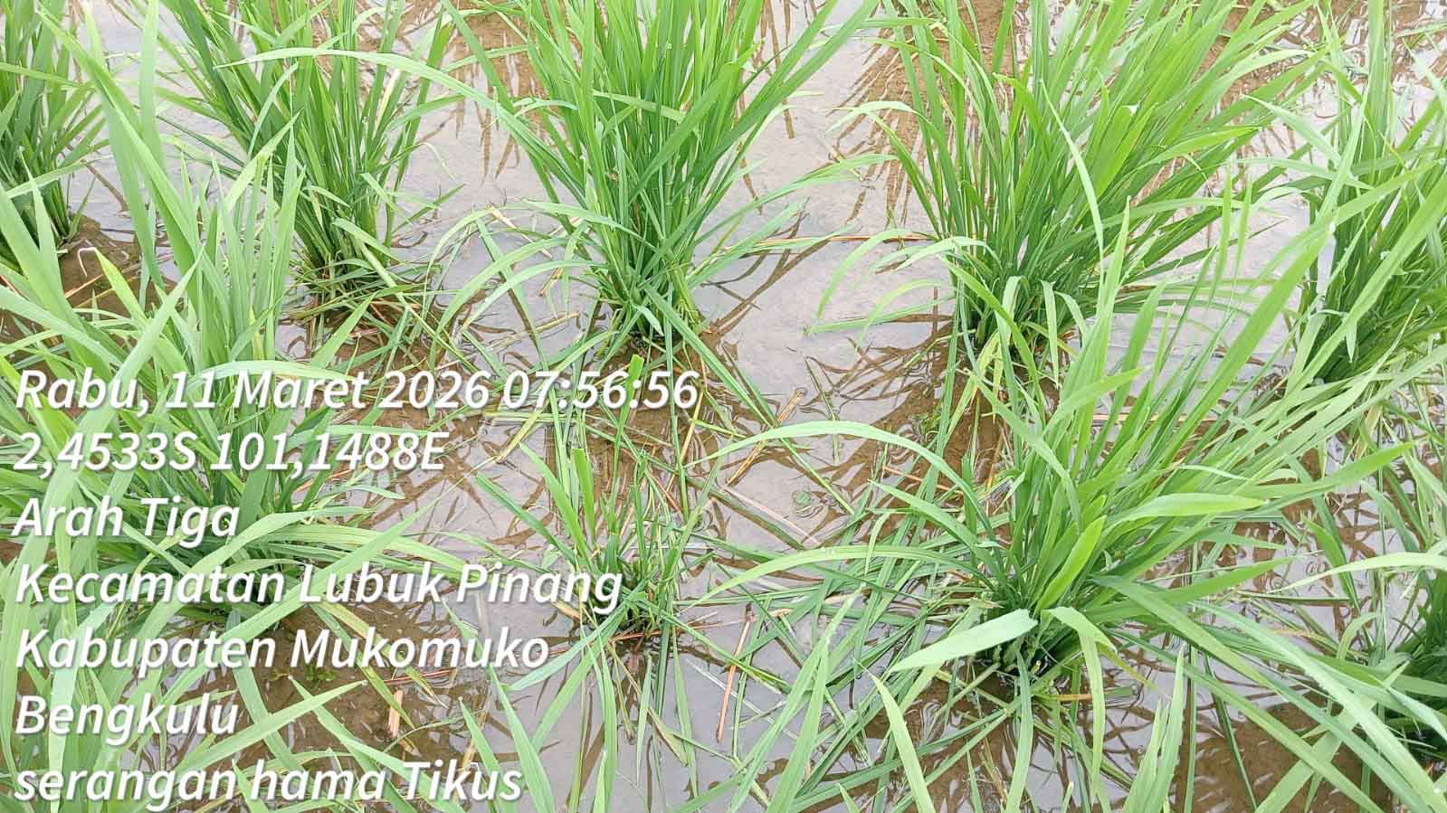 Petani Arah Tiga Kewalahan Menghadapi Hama Tikus Yang Merusak Tanaman Padi