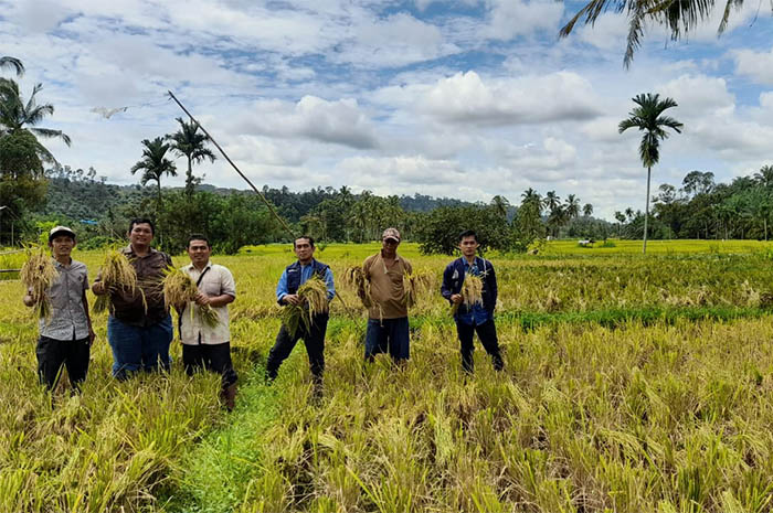 Hasil Padi Demplot Masih Tandatanya