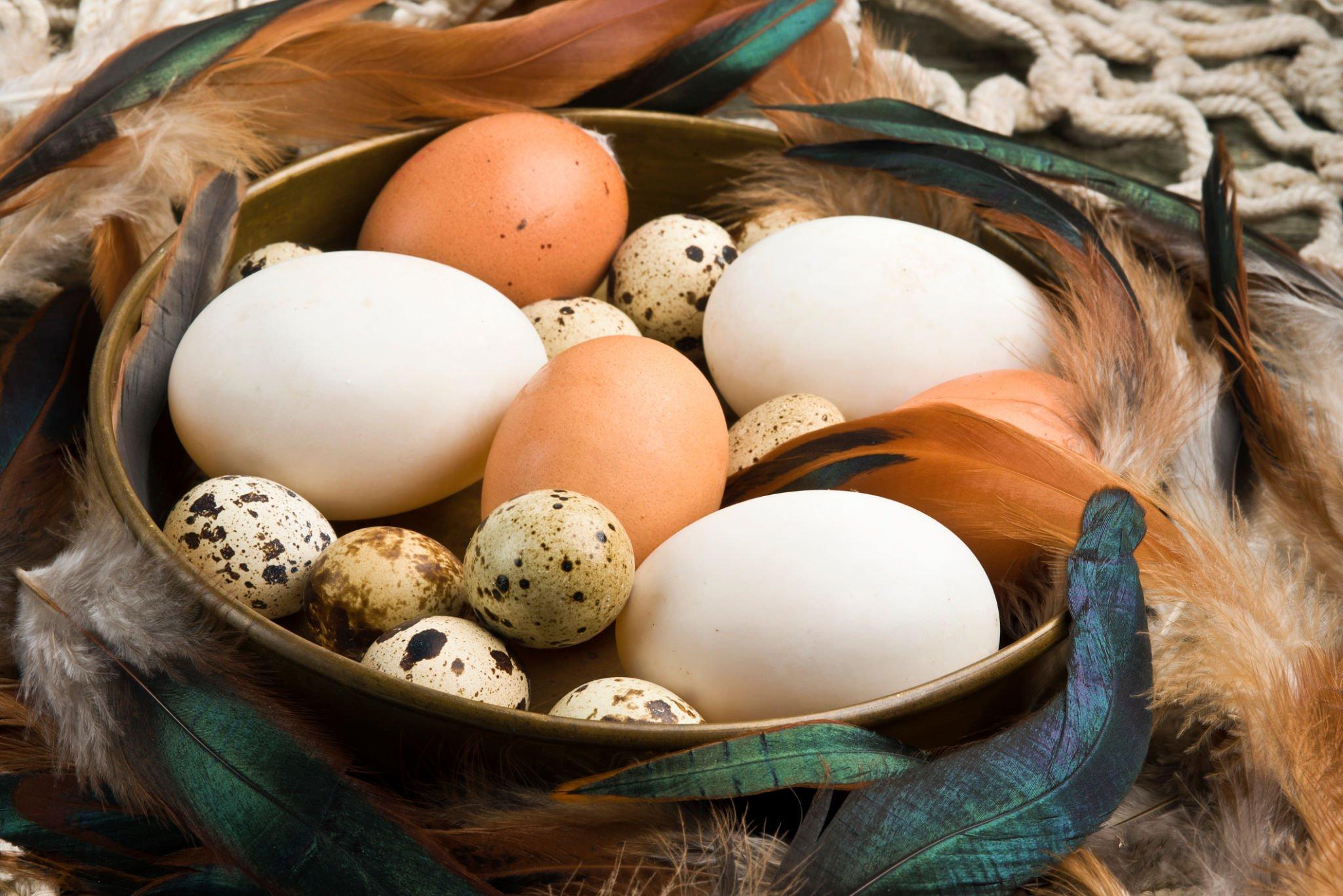 Perbandingan Telur Ayam, Telur Bebek dan Telur Puyuh, Bagus mana?