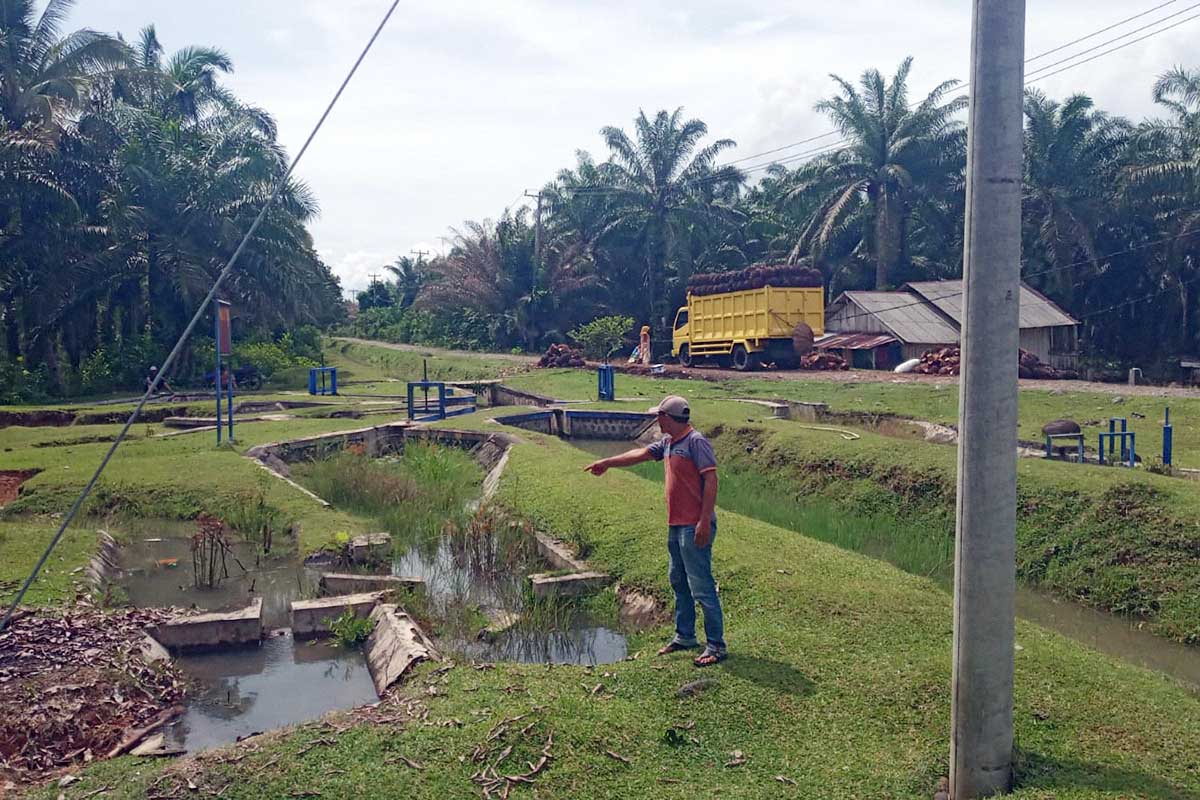 Lahan Pertanian di Areal Irigasi BWS Sumatera VII Bengkulu jadi Kawasan Perkebunan Kelapa Sawit