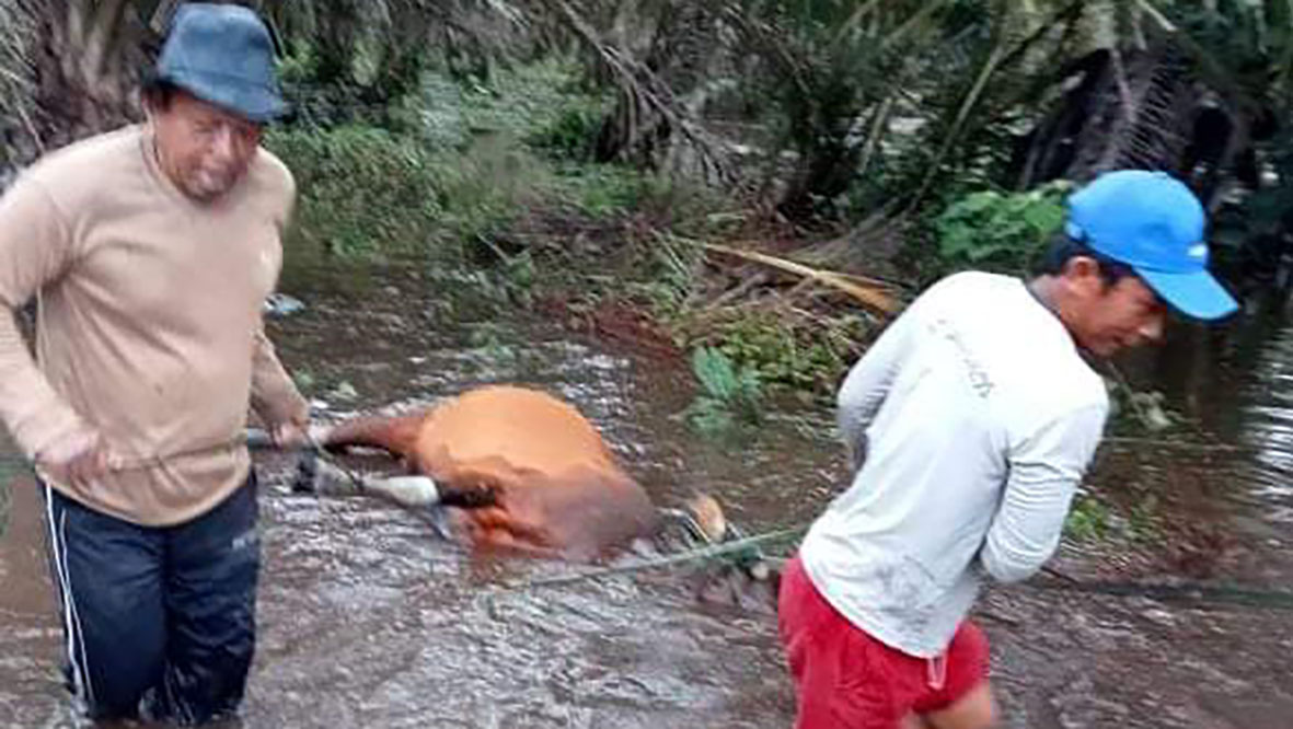 Muara Air Hitam Tertutup, Buaya Patroli di Kawasan Perkebunan Mangsa Ternak Warga 