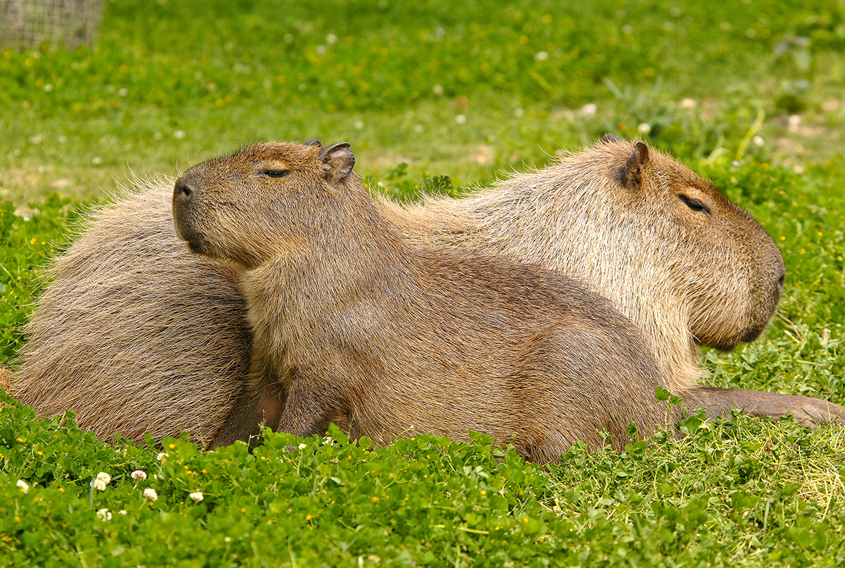 Mengenal Hewan Capybara, Hewan Santuy yang Viral di Internet