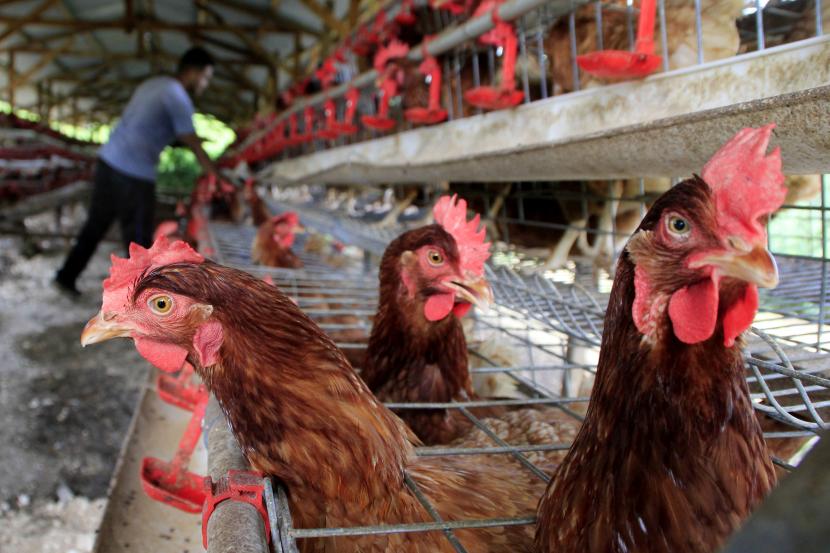 Target Panen Ternak Ayam Umur 4 Bulan