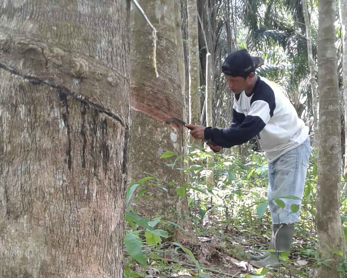 Harga TBS Mangkin Turun, Harga Karet mulai Naik