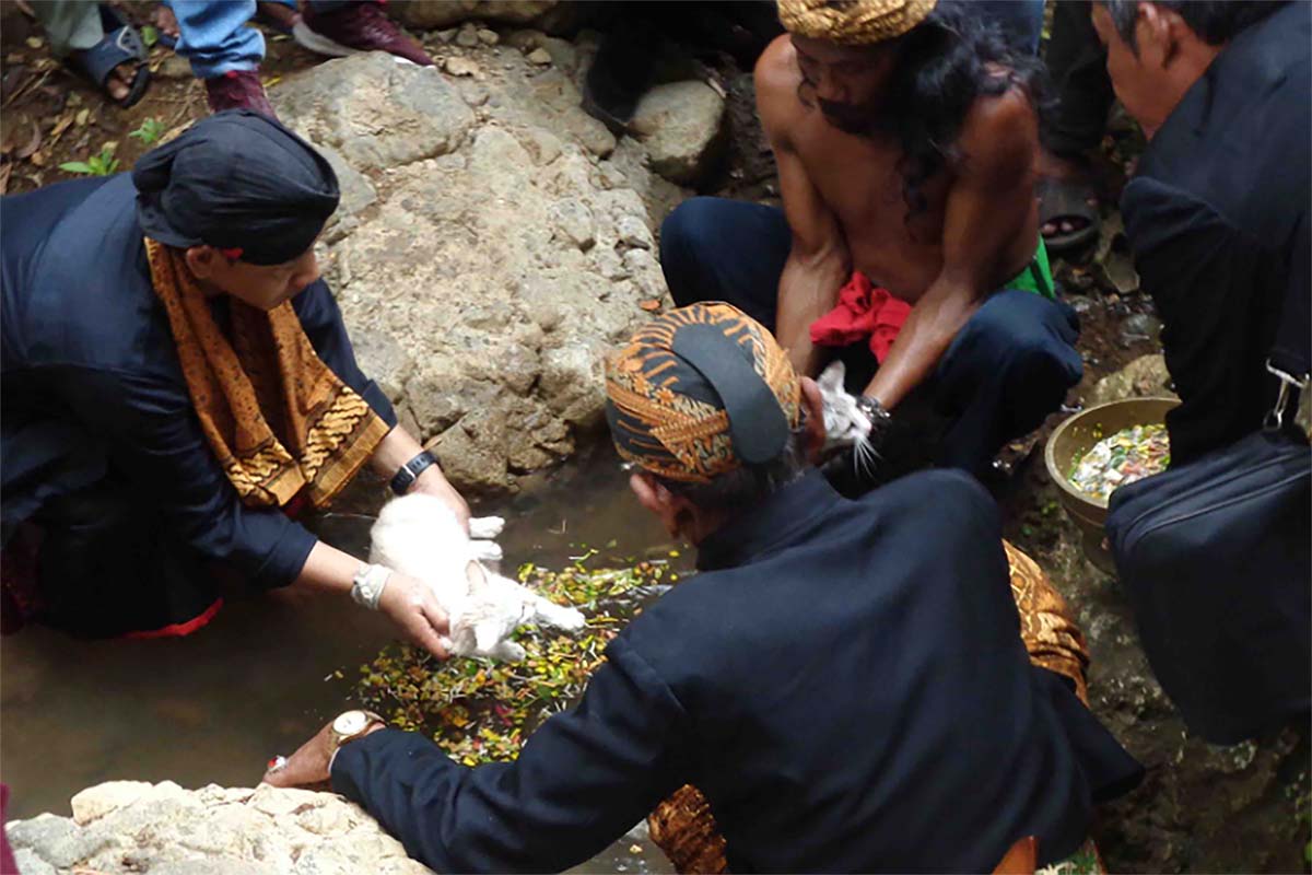 Tradisi Unik Memandikan Kucing Candramawa di Pulau Jawa, Budaya Minta Hujan Segera Turun