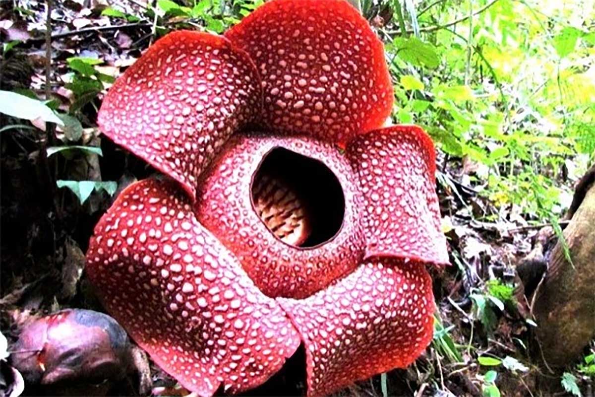 Bunga Rafflesia Arnoldii Terbesar di Dunia, Simbol Keanekaragaman Hayati Alam Wisata Bengkulu  