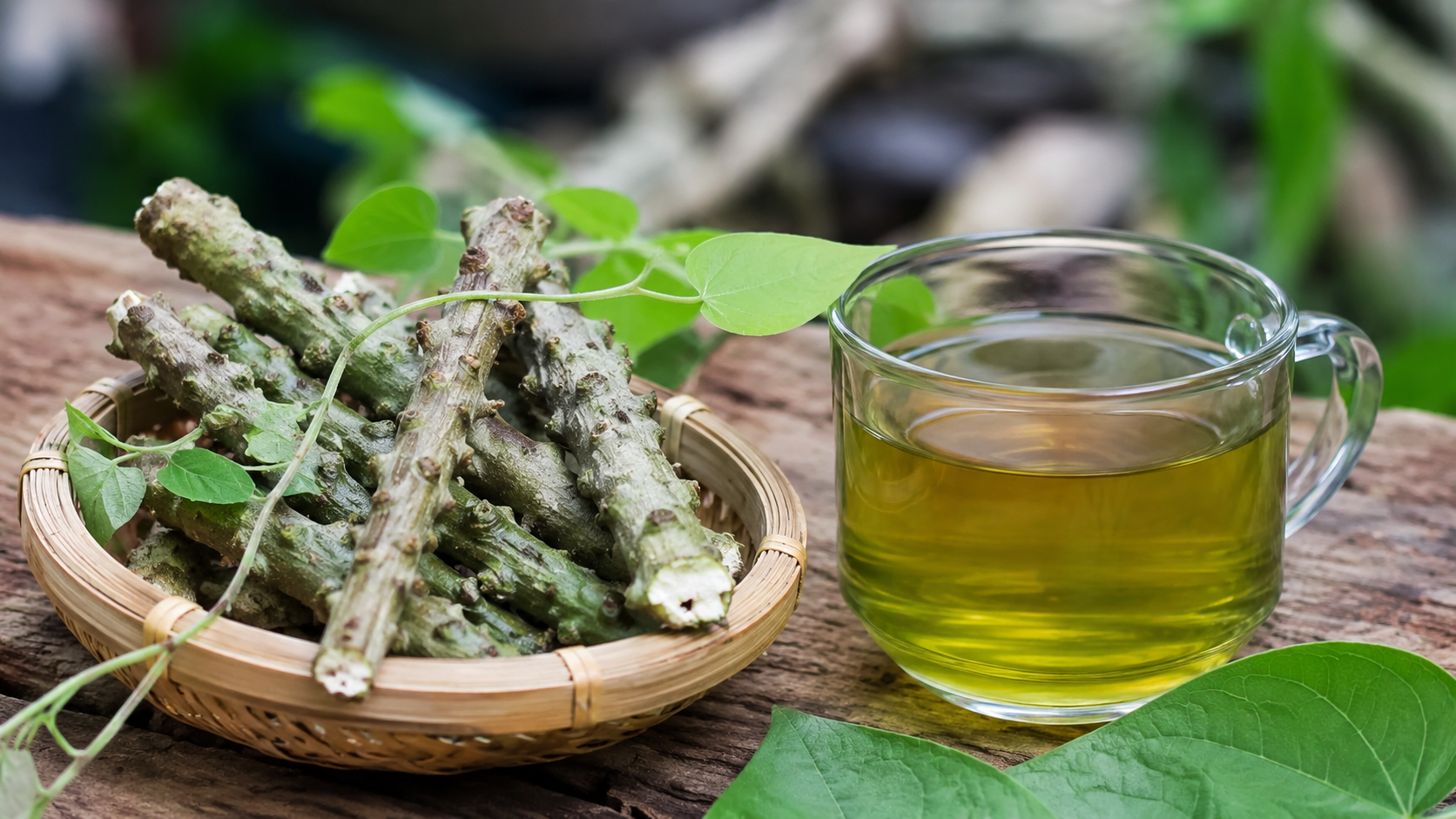 Manfaat Brotowali bagi Kesehatan: Tanaman Pahit yang Kaya Potensi Herbal