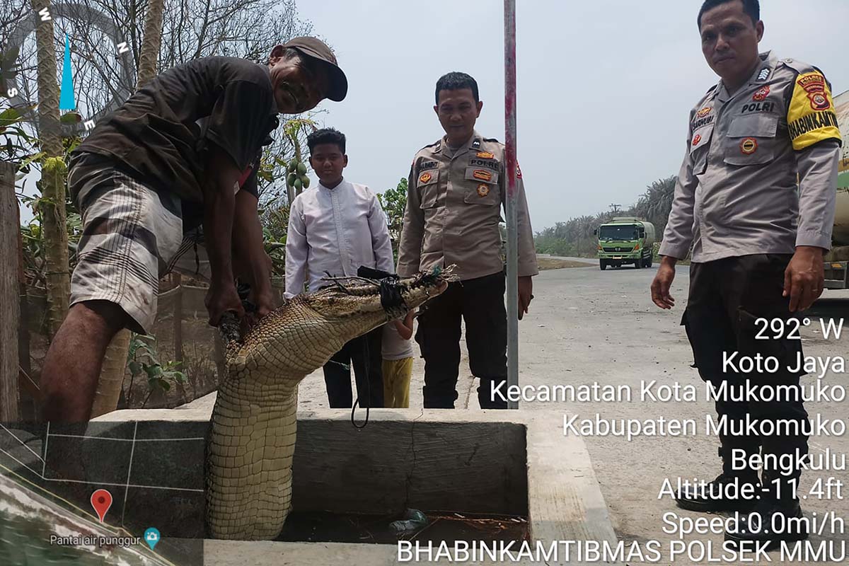 Waspada, Ada Penemuan Binatang Buas di Perbatasan Mukomuko – Air Dikit