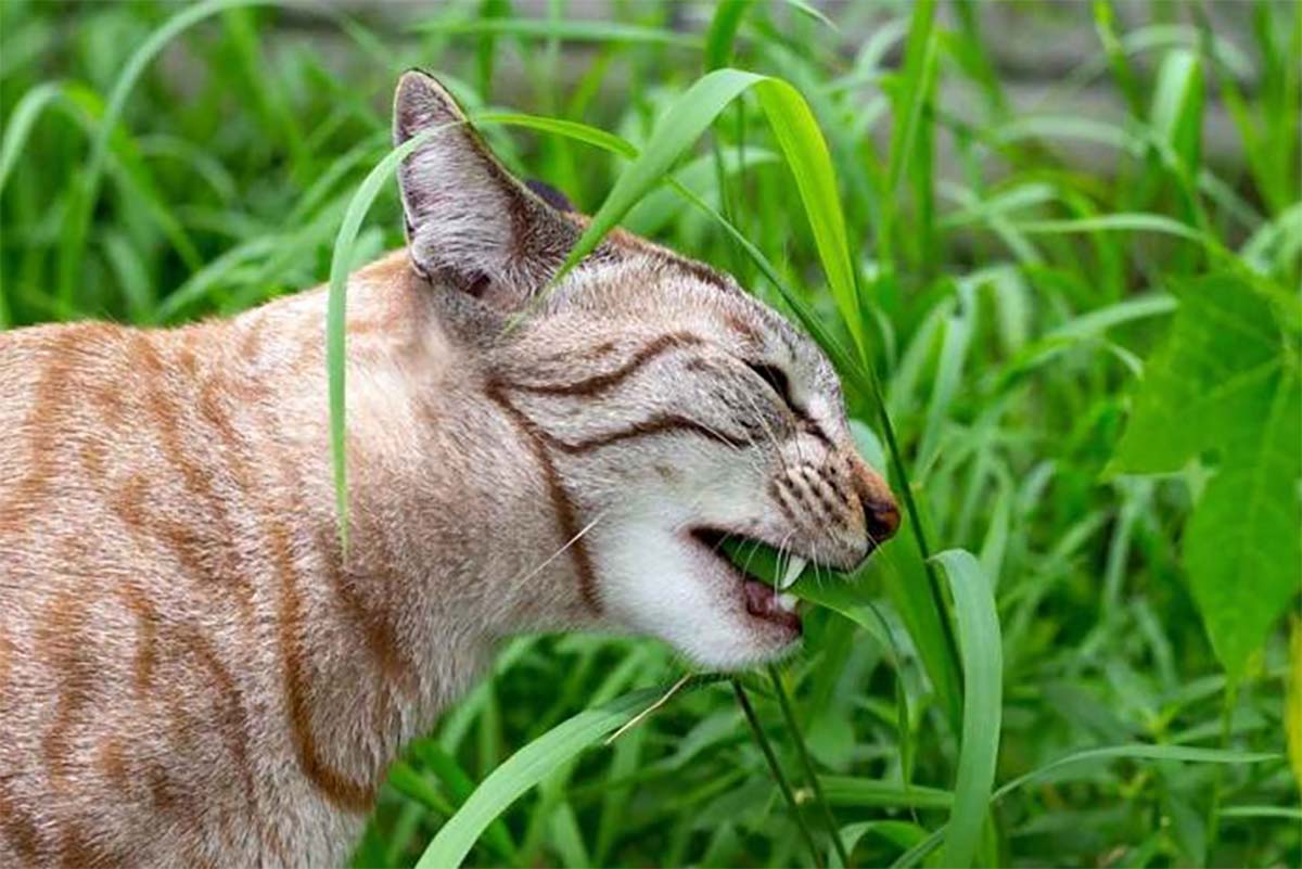 Kucing Kampung Makan Rumput, Ternyata Ini Alasan dan Penyebab Kucing Kampung Suka Makan Rumput