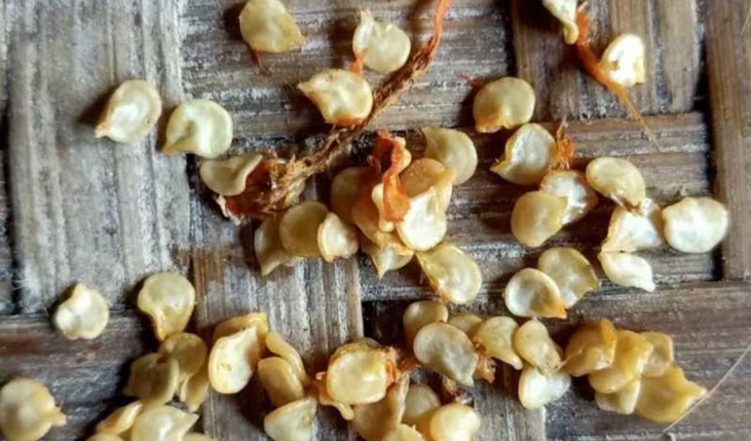 Biji-Biji Ini yang Sering Ditemukan pada Penderita Usus Buntu