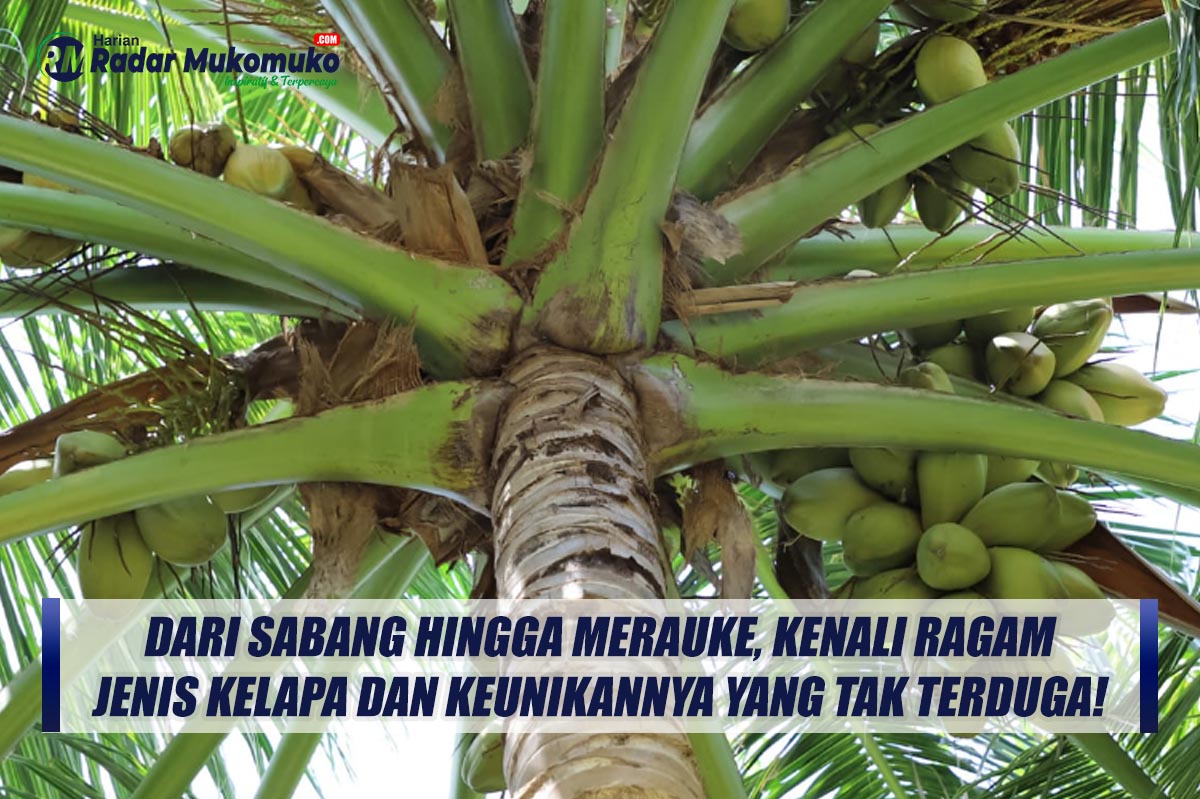 Dari Sabang hingga Merauke, Kenali Ragam Jenis Kelapa dan Keunikannya yang Tak Terduga!