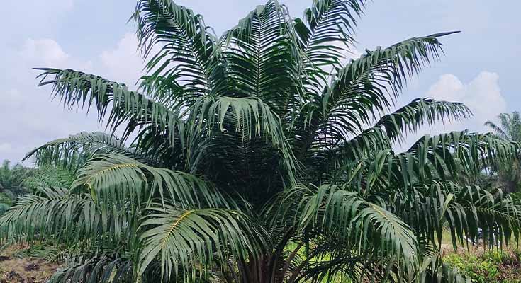 Olahan Daun Sawit untuk Peternakan: Mengubah Limbah Menjadi Sumber Pakan Bernilai