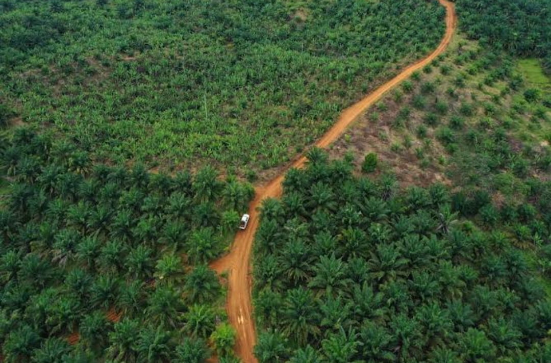 Sawit Petani Indonesia Capai 6,9 Juta Hektare, Butuh Peremajaan 310 Ribu Hektare per Tahun