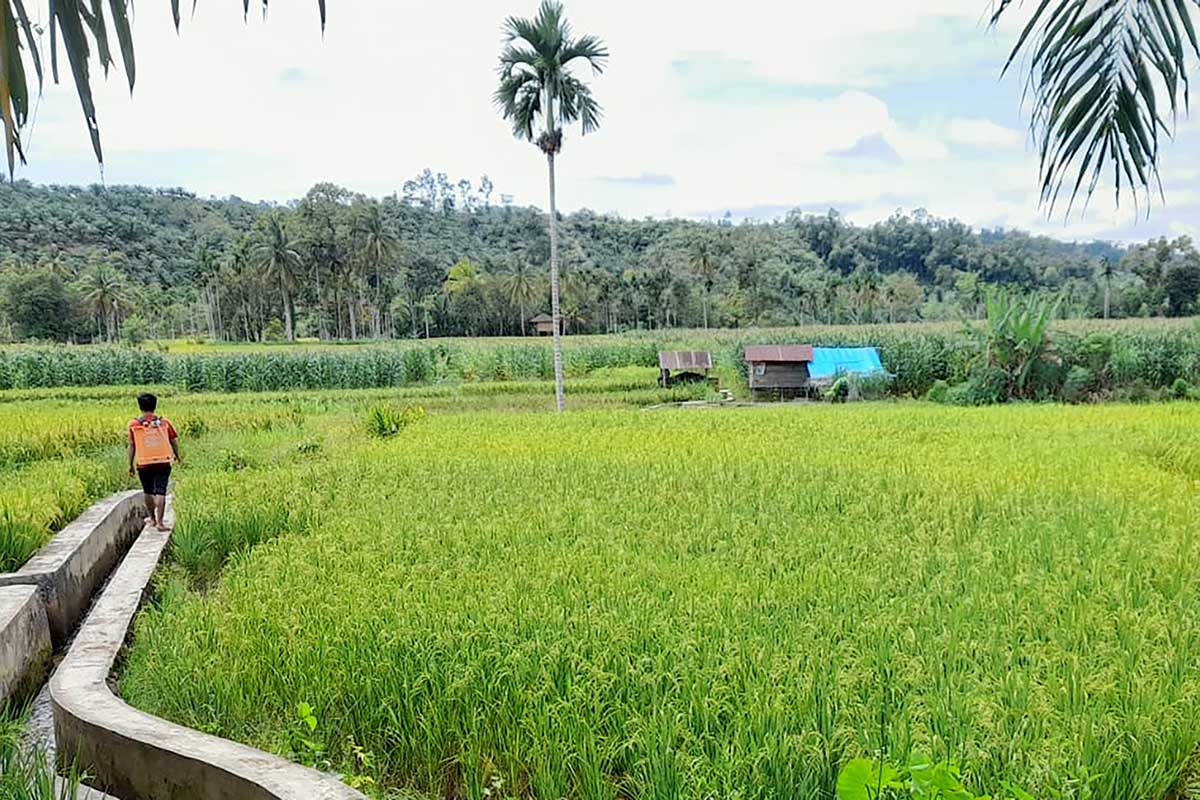 779 Hektare Lahan Sawah Selagan Raya Menghilang, Tersisa 671 Hektare