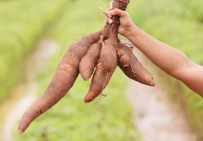 Ubi Ternyata Bukan Tanaman Asli Dari Indonesia, Ini Asal Usul Masuknya Singkong