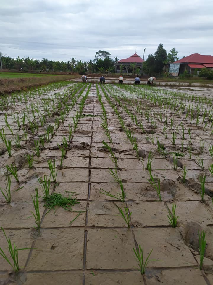 Sawah di Mukomuko Hanya 3.604 Ha