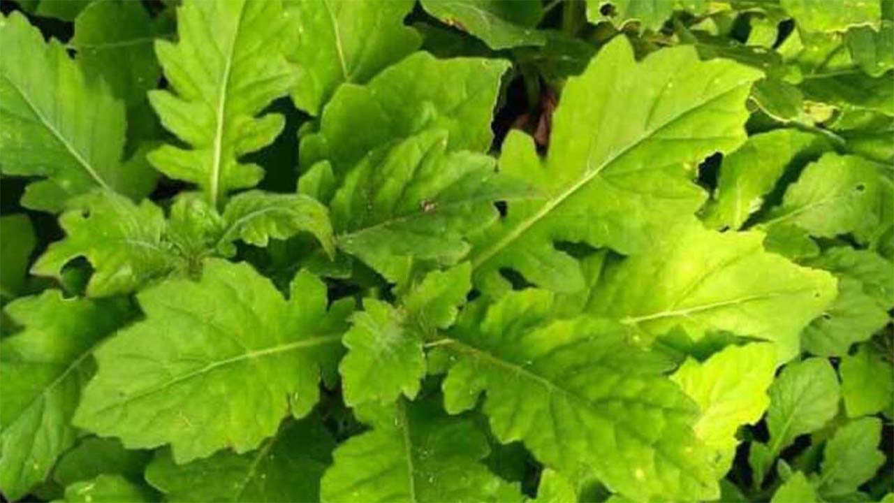 Mengulas Manfaat Daun Dewa, Tanaman Herbal yang Mengandung Berbagai Manfaat