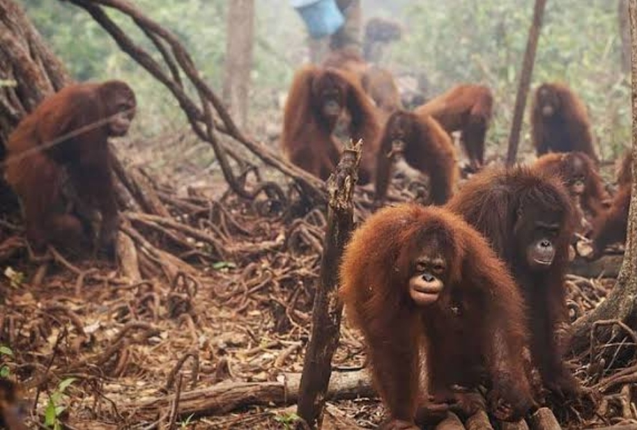 Catat, 3 Bahaya Yang Ditimbulkan Kelapa Sawit Terhadap Lingkungan