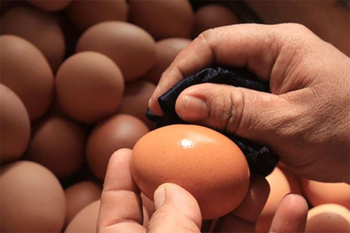 7 Cara Mengetahui Telur Busuk, Sudah Berdarah atau Beranak, Nomor 5 Pasti Ketahuan