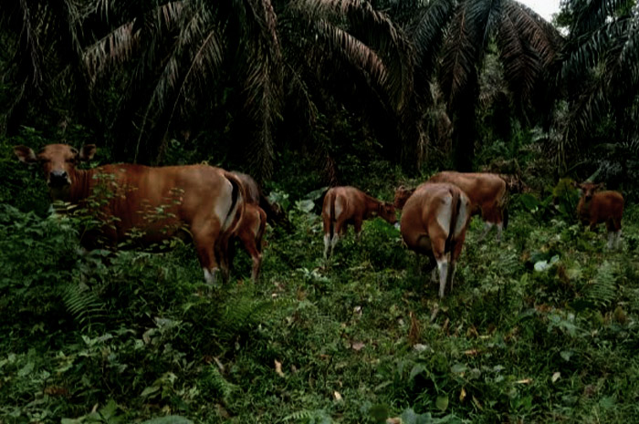 Geger, Gerombolan Sapi Titisan Dewa Muncul di Mukomuko, Diburu Menghilang