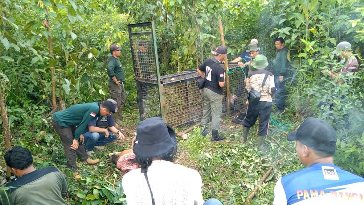 PT DDP Minta Karyawannya Waspada Harimau Belum Berhasil Dievakuasi