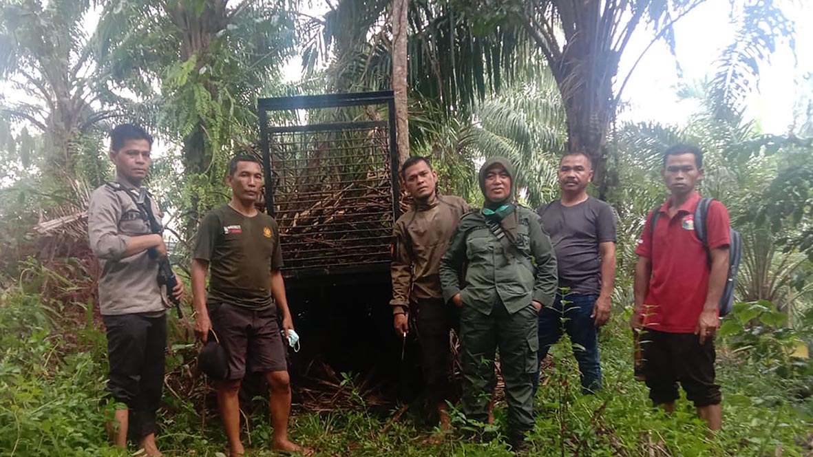 BKSDA Bakal Pasang Alarm Harimau