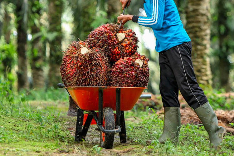 Berikut Cara Petani Sawit Untuk Meningkatkan Produktivitas dengan Efisien