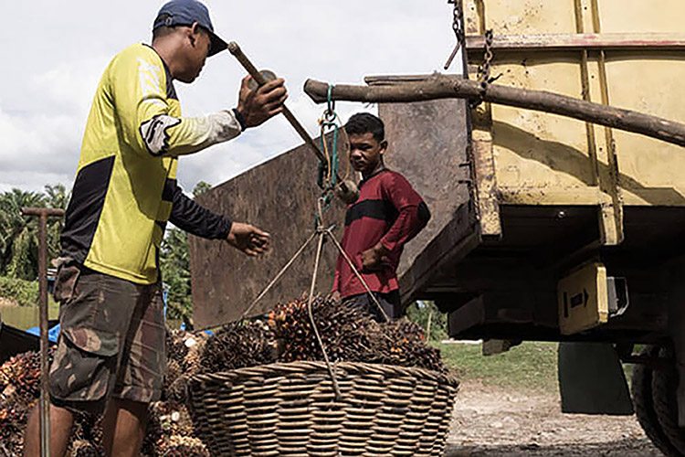 Harga TBS di Riau Mengalami Penurunan Mencapai Rp 156,68/kg, Akankah Berpengaruh dengan Harga Sawit Nasional?