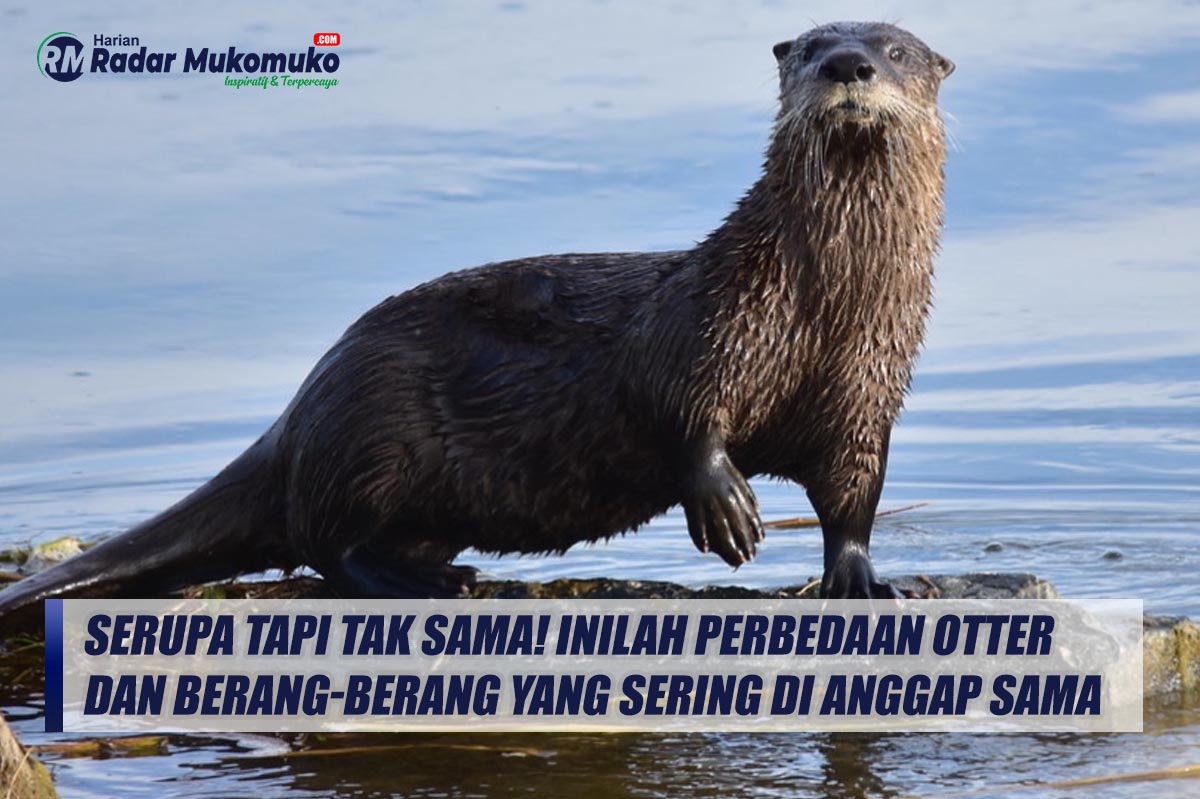 Serupa Tapi Tak Sama! Inilah Perbedaan Otter dan Berang-berang yang Sering Dianggap Sama